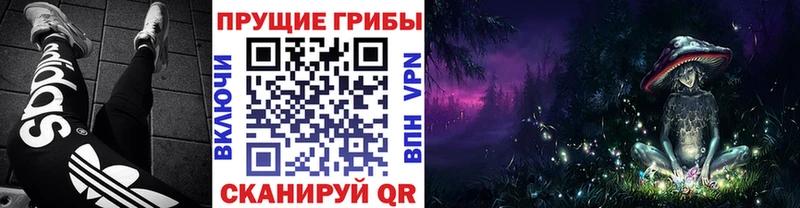 нарко площадка наркотические препараты  сколько стоит  Шенкурск  Псилоцибиновые грибы Cubensis 